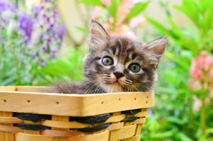 Cómo crear un jardín para gatos