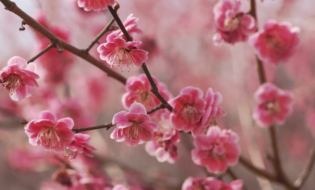 Cómo cuidar un ciruelo
