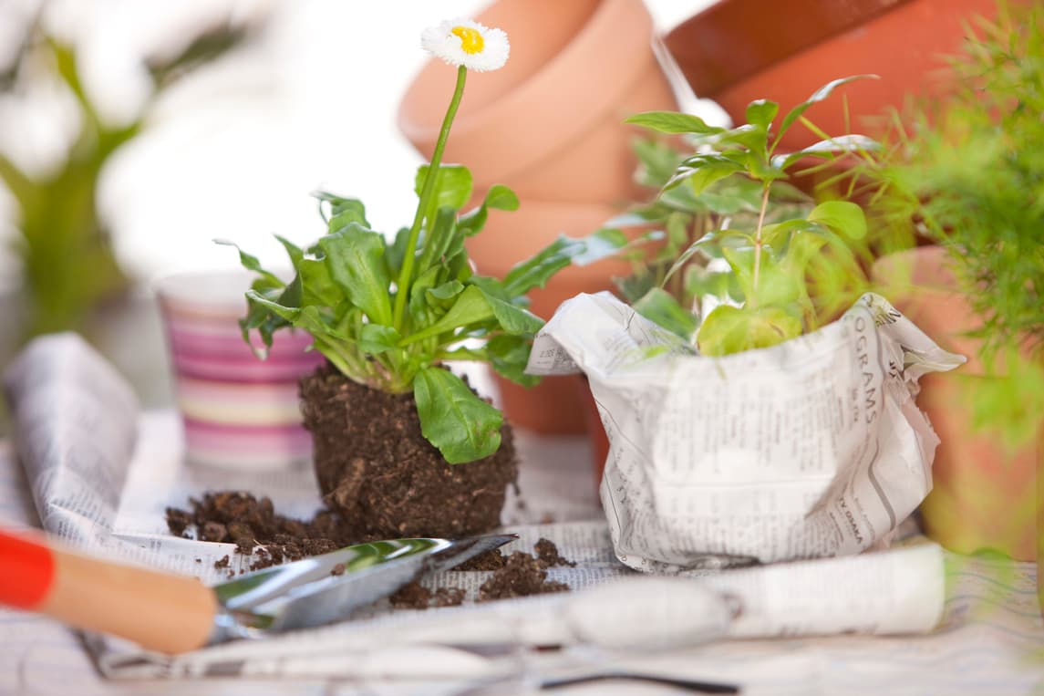 Cómo cultivar azaleas mediante cortes