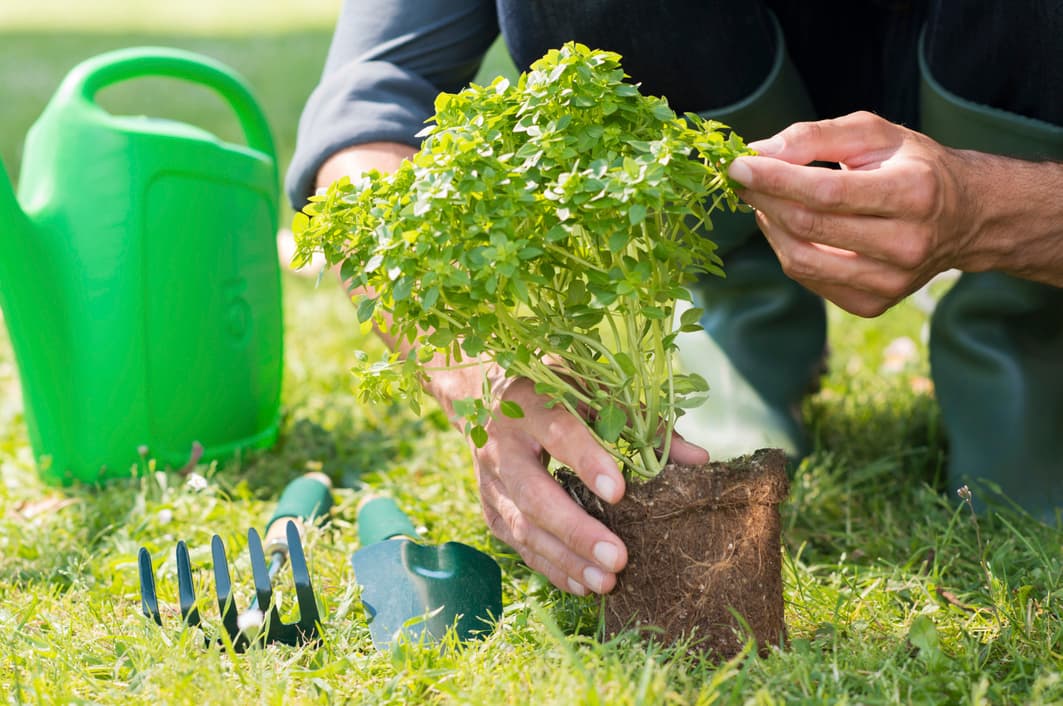 Cómo plantar gardenias 