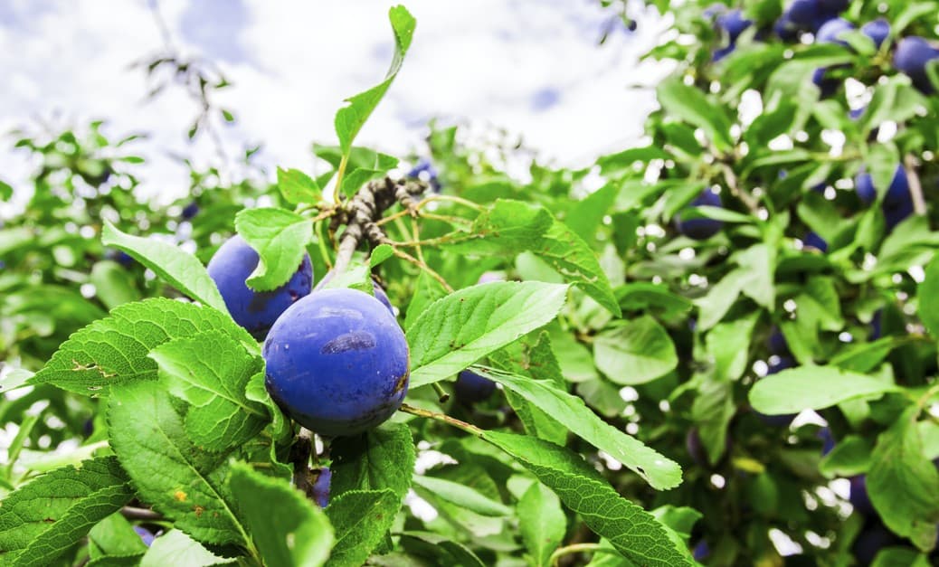 Cómo plantar un ciruelo