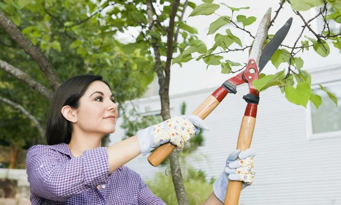 Y a todo esto... ¿Por qué es importante podar? 