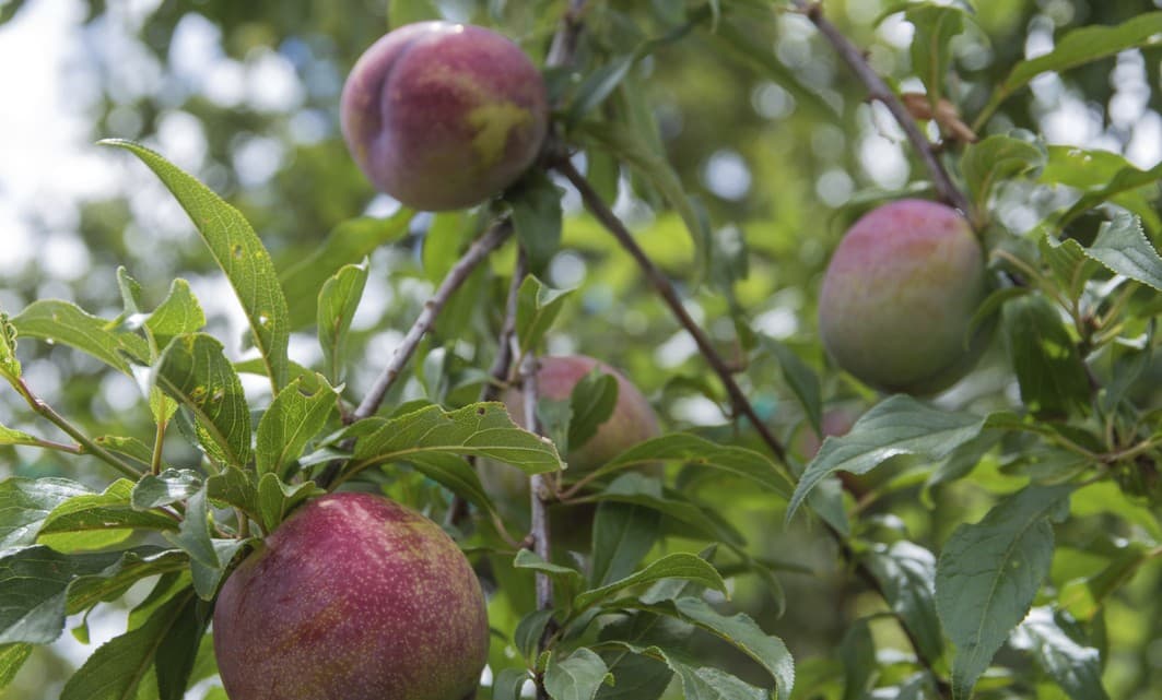 Cómo podar un ciruelo