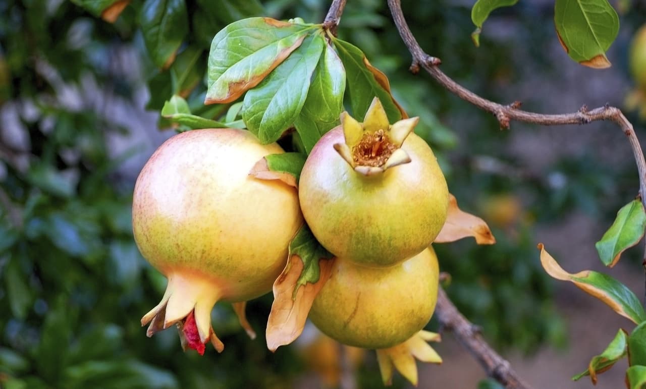 Cómo podar un granado
