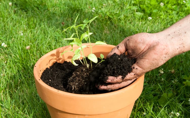 Cómo transplantar de maceta a maceta