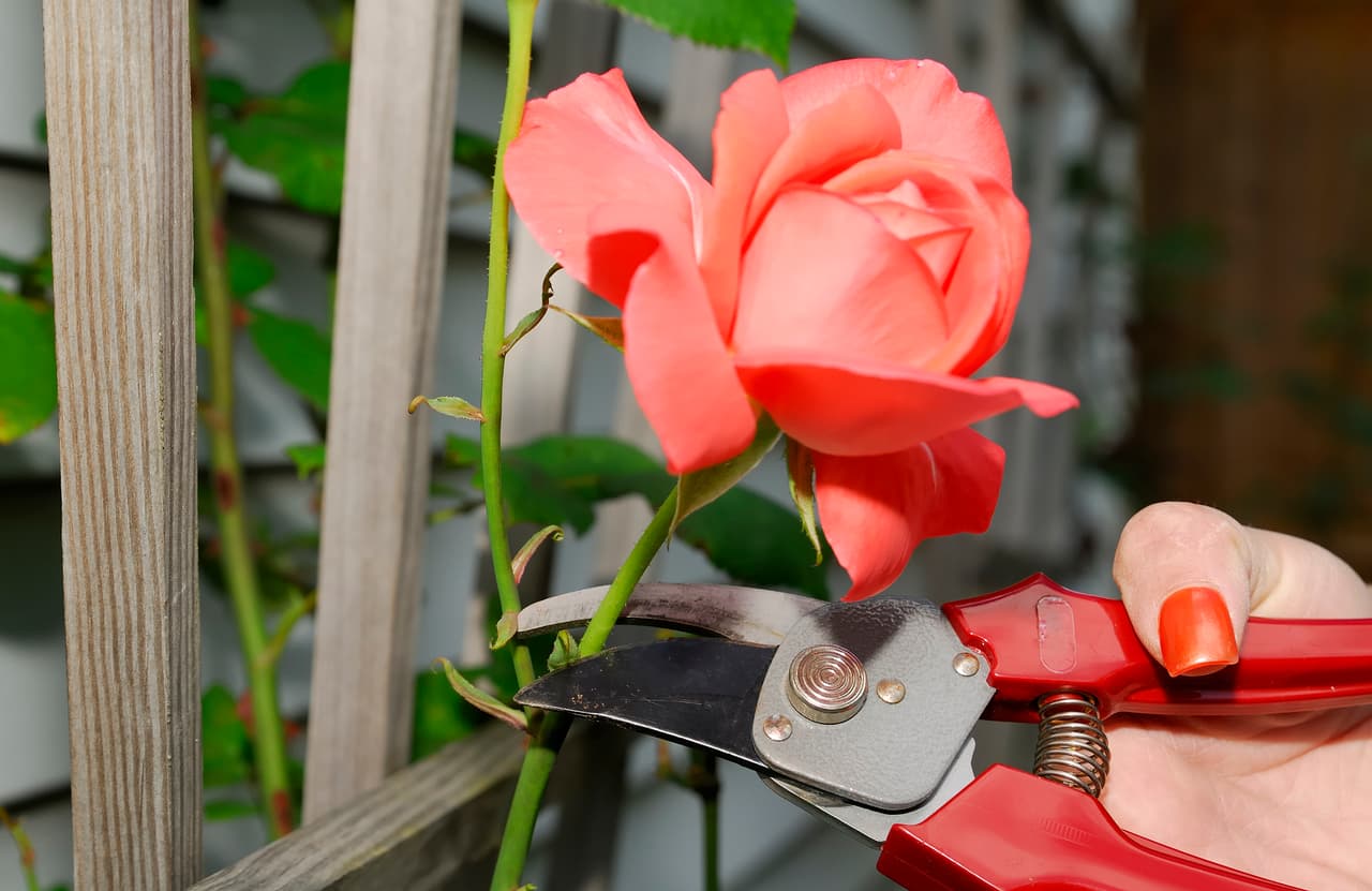 Si tienes un jardín con rosales, esto es lo que debes saber 