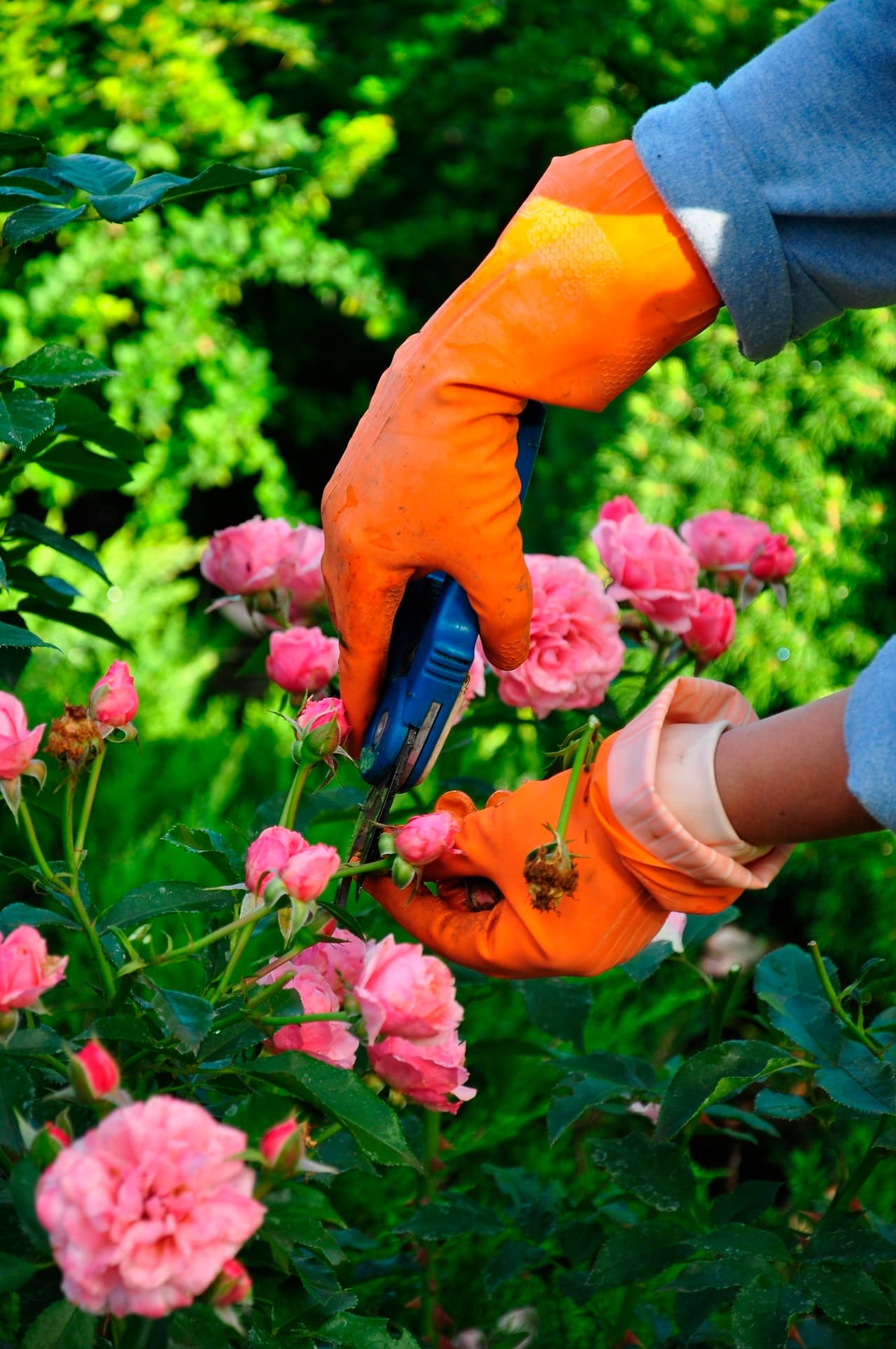 Cuándo podar rosales