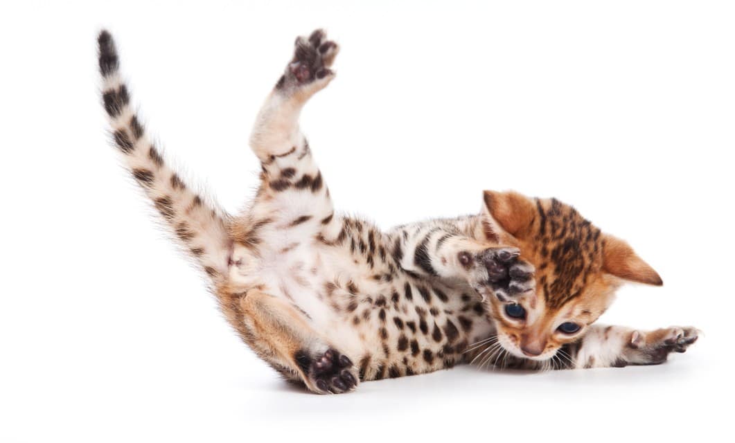 5 grandes mitos sobre los gatos ¡derribados!