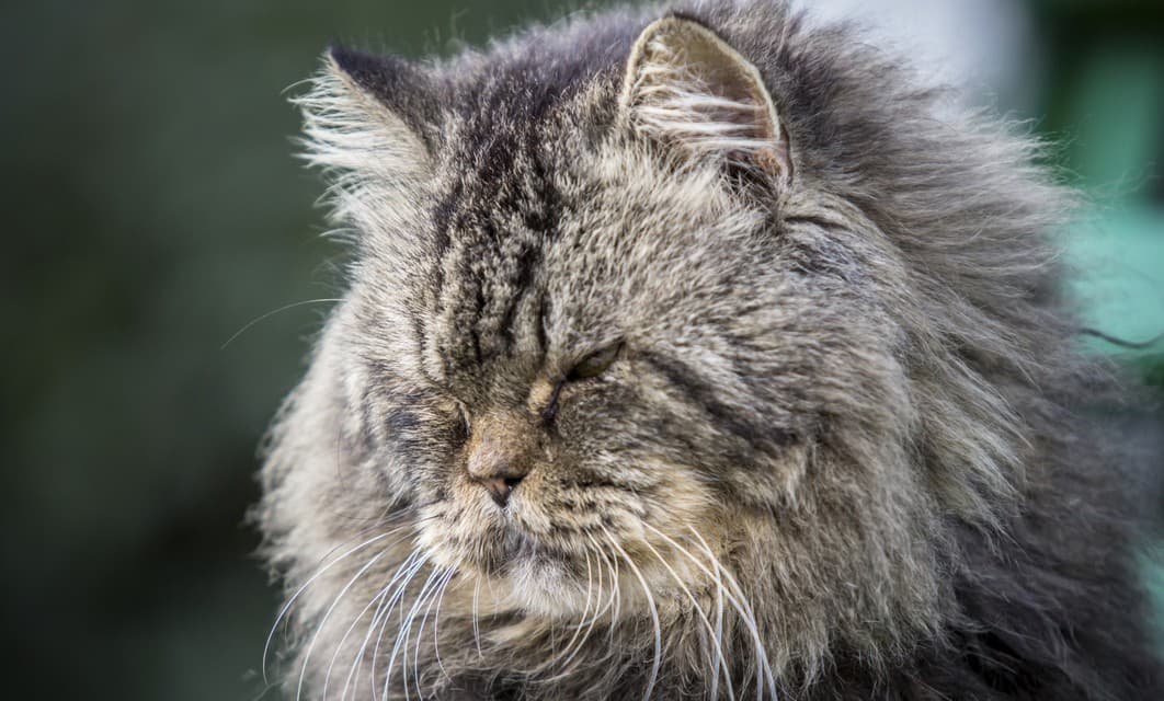 ¿Cuánto vive un gato?