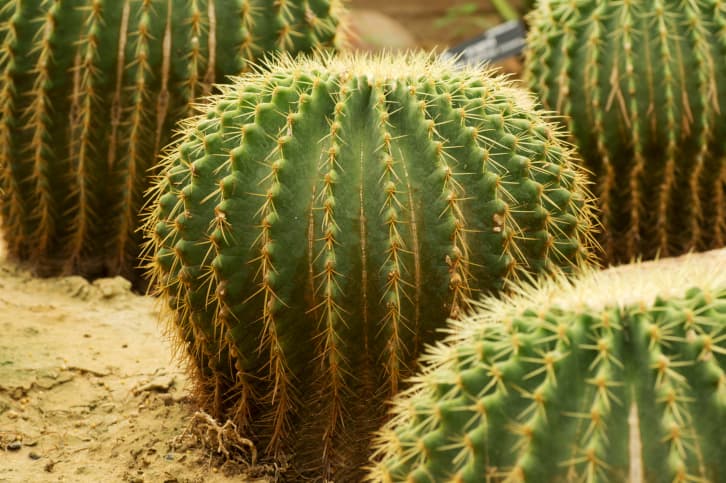 ¿Es cierto que los cactus absorben la radiación del monitor de tu computadora?