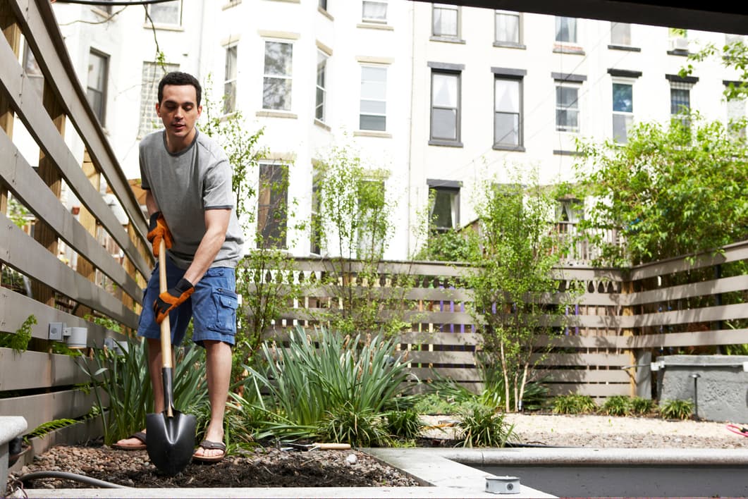 Cuidados de la higuera