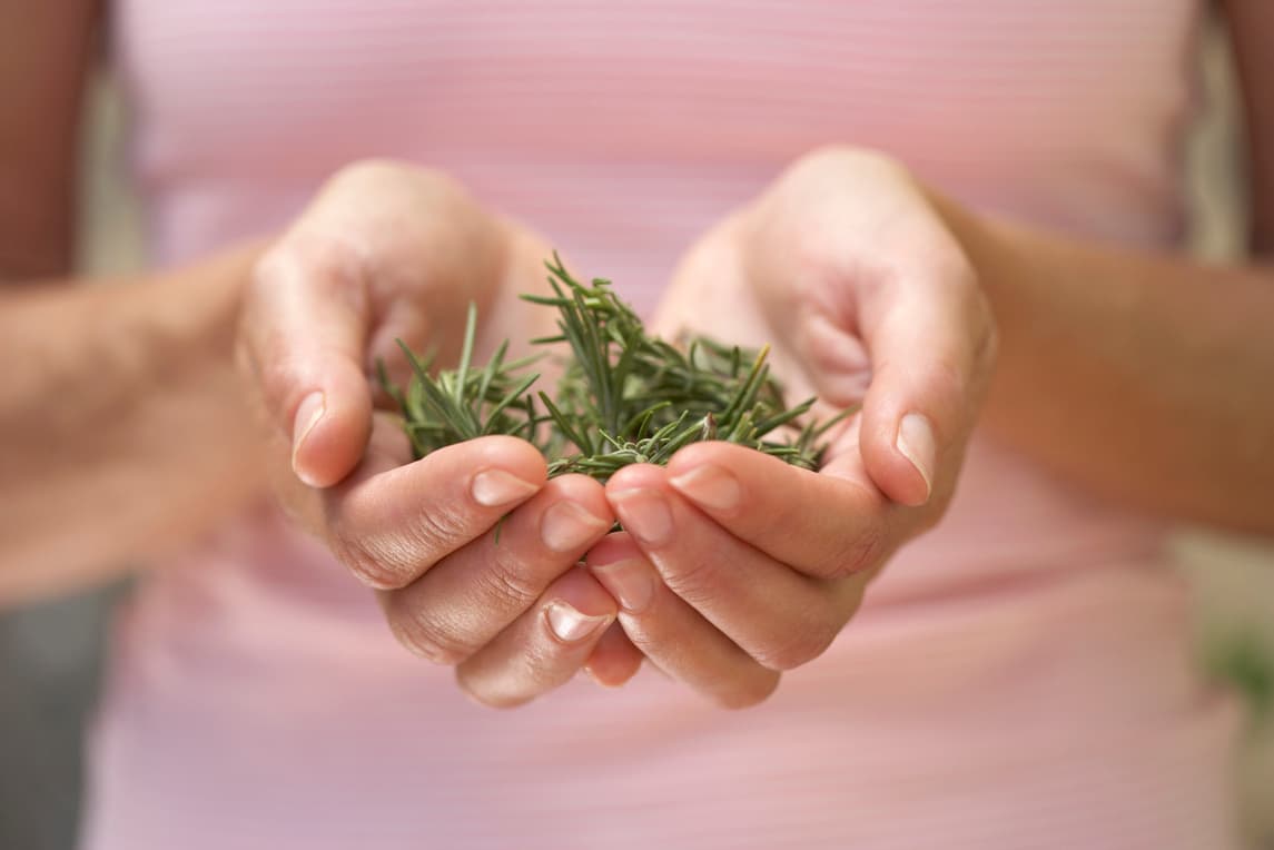 Tips para el cultivo de romero en casa