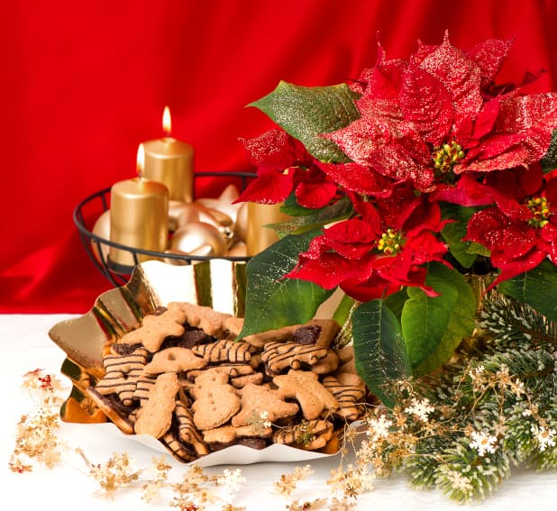 Flores de navidad para decorar el hogar