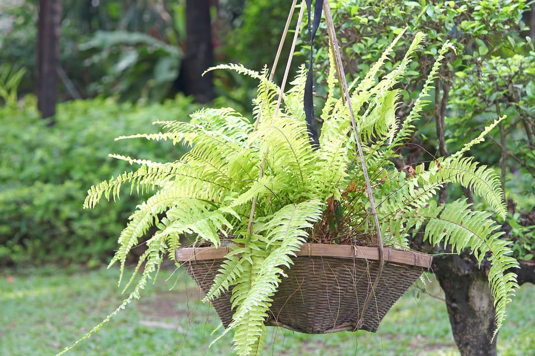 Plantas ideales para balcones