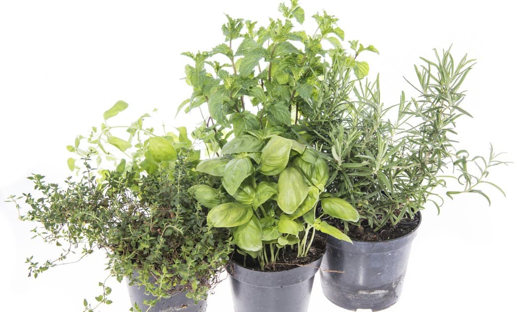 Qué plantar en febrero