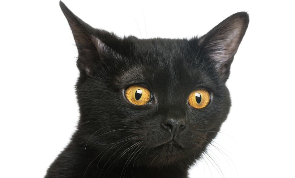 Razas de gatos: Bombay