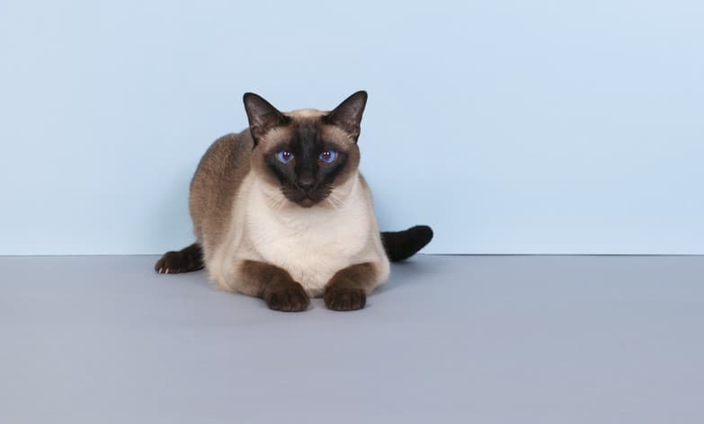 Razas de gatos: Siamés