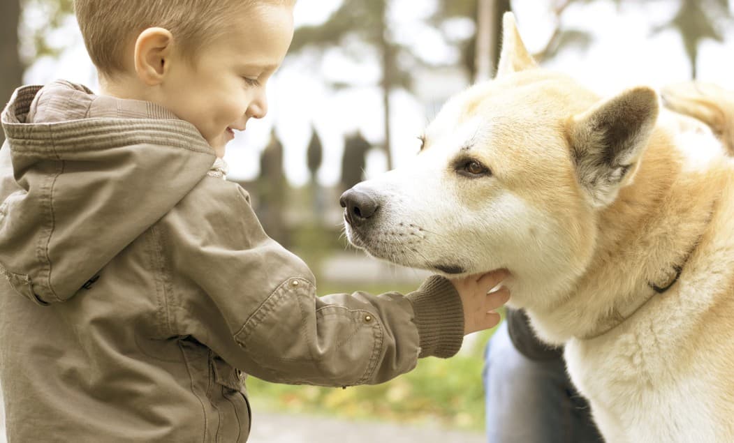 Razas de perros: Akita