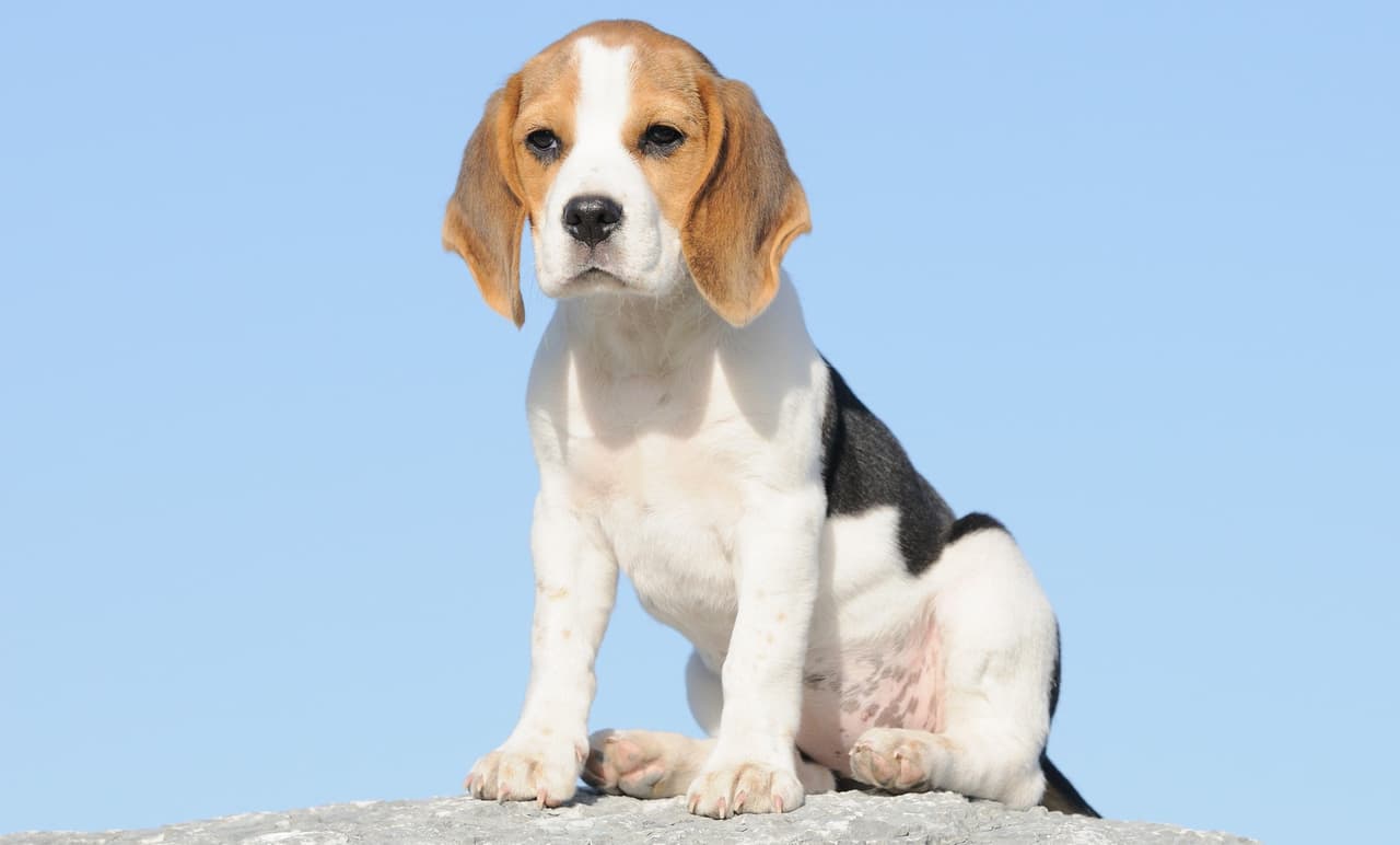 Razas de perros: Beagle