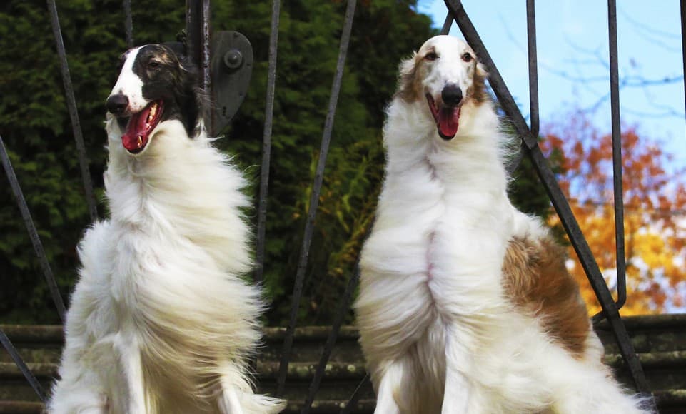 Esta es la razón por las que deberías tener dos perros