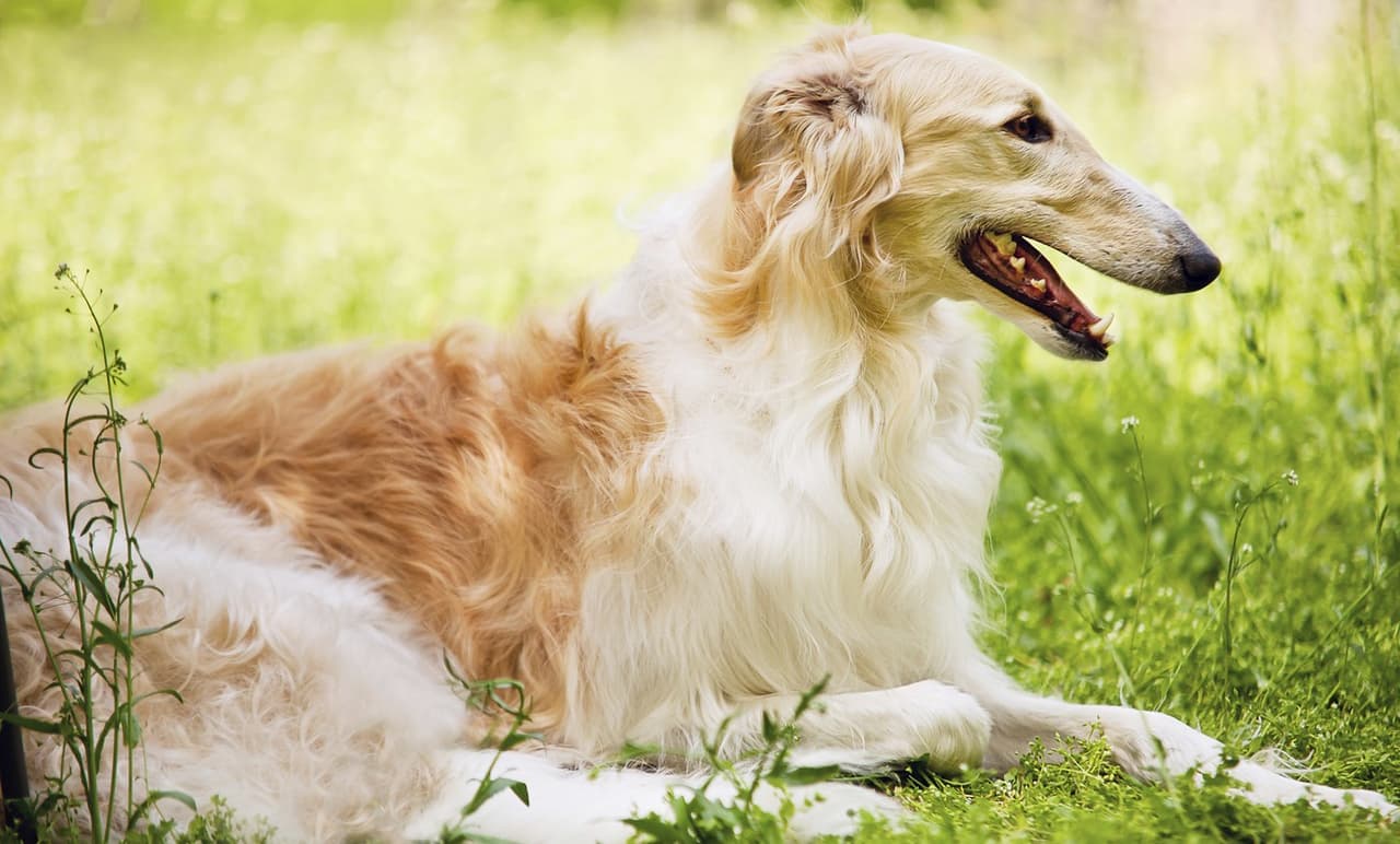 Razas de perros: Borzoi