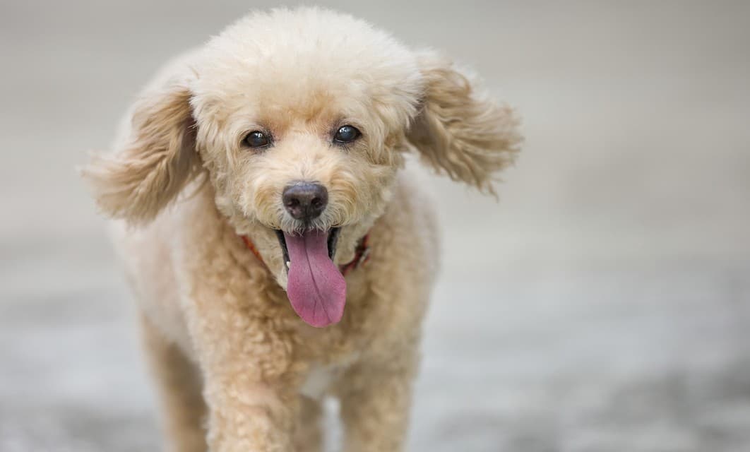 Razas de perros: Caniche