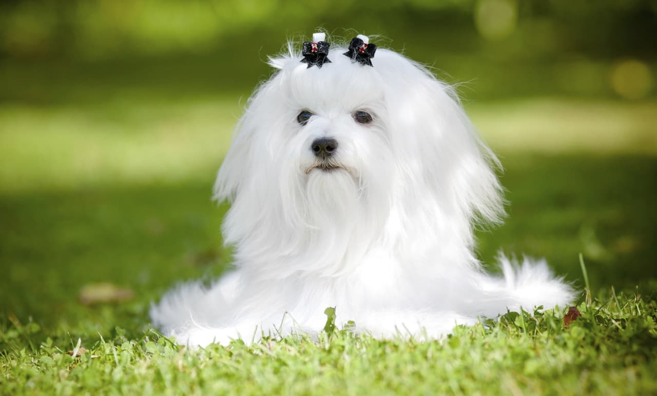 Descubre por qué el maltés es la mejor raza de perro para la tercera edad