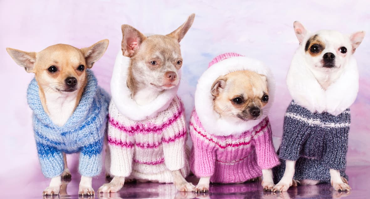 Cómo saber si tu mascota precisa ropa para perros