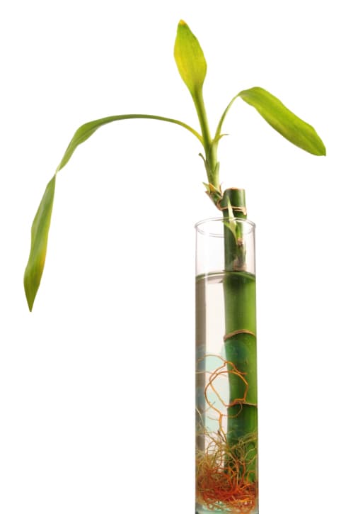 Cómo hacer un jardín acuático interior 