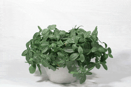 Este truco para salvar tus plantas de interior es tan simple que deberías conocerlo