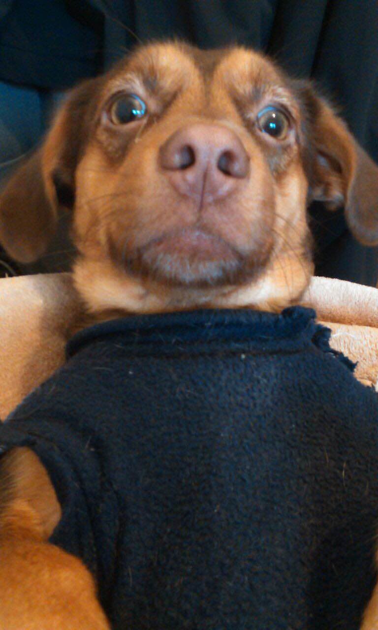 15 adorables perros que han dominado el arte de tomarse selfies