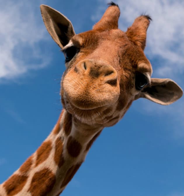 Estas son las especies de animales más largas, ¡son sorprendentes!