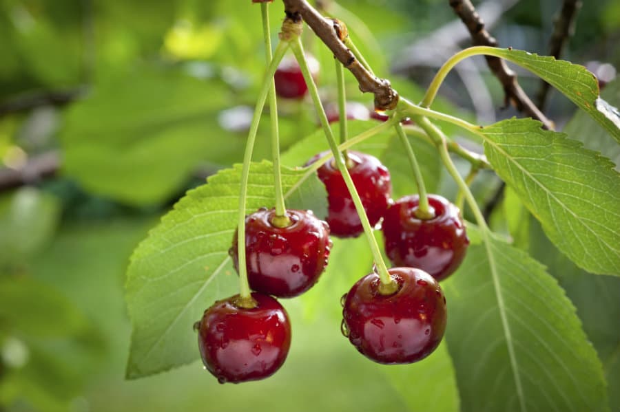 Beneficios de las cerezas