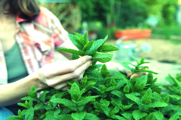 Guía completa para podar correctamente tus plantas