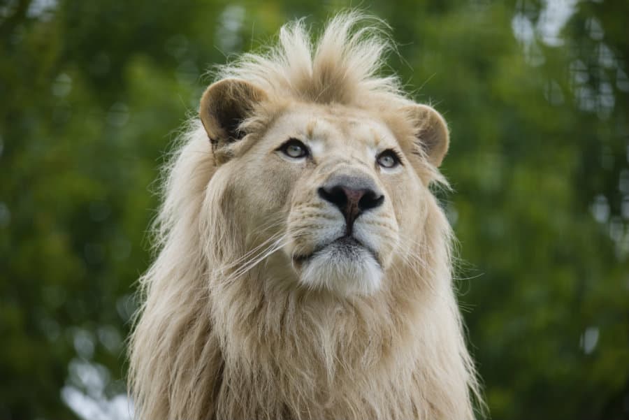 Conoce a Aslan, el león blanco que pudo volver a cazar