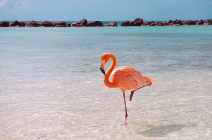 En estos 5 lugares del mundo puedes ver hermosos FLAMENCOS