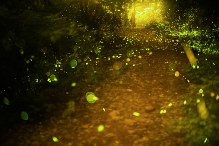 5 lugares del mundo donde podrás ver luciérnagas