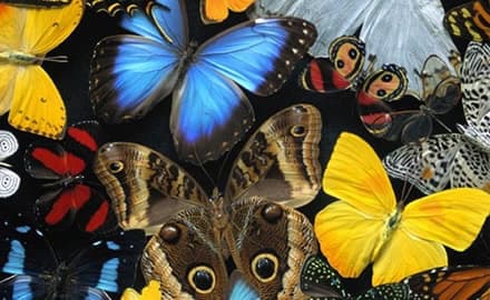 La mariposa azul: la leyenda nipona que nos enseña a ser responsables de nuestros actos