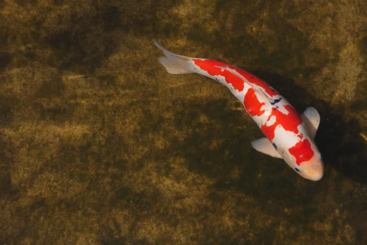 ¿Conocías la leyenda china del pez koi?