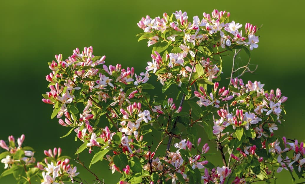 ¿Querés tener un jardín divino en verano? Estas son las plantas que deberías incluir