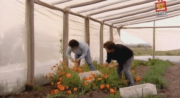 Conocé estos emprendimientos de mujeres rurales uruguayas