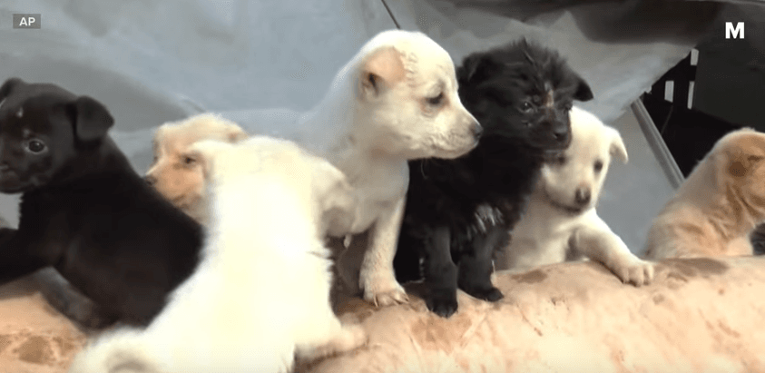 ¡Admirable! Esta mujer cría 200 perros que rescató para evitar que los maten ¡conoce su historia!