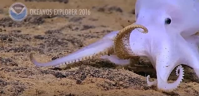 La ciencia descubrió una nueva especie de pulpo… ¡y es adorable! 