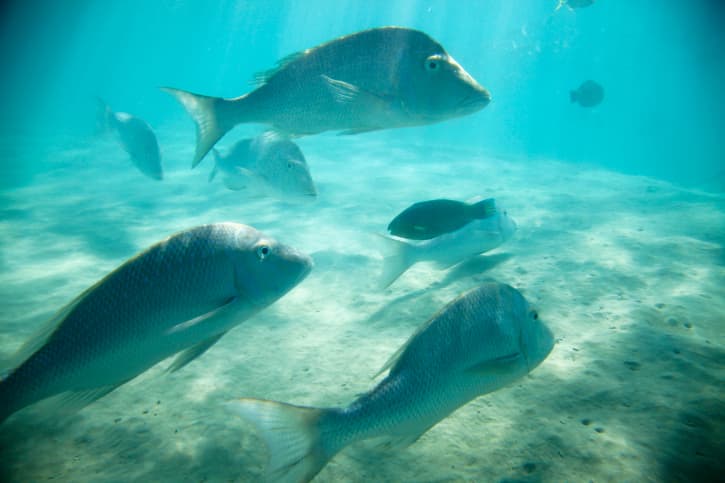Coral Bay, el paraíso del snorkelling.