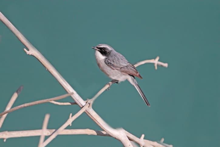 La rica fauna del Parque Nacional Corbett de la India