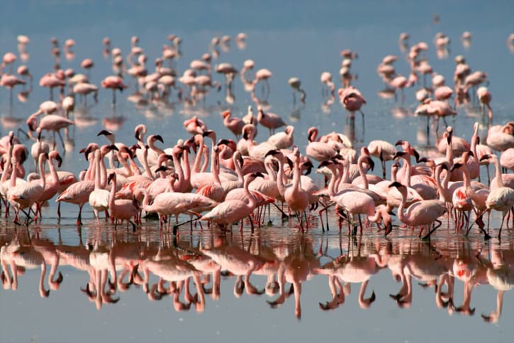 El Lago Natrón y sus flamencos rosados