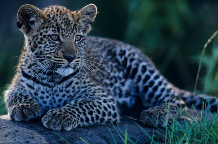 Conoce los leones asiáticos en el Parque Gir de vida salvaje