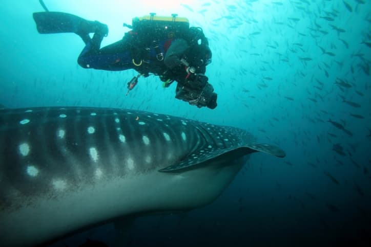 Buceo en las Bahamas: Alimentando tiburones