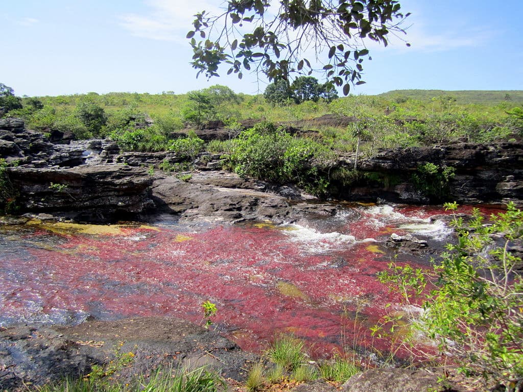 Caño Cristales, el increíble río psicodélico