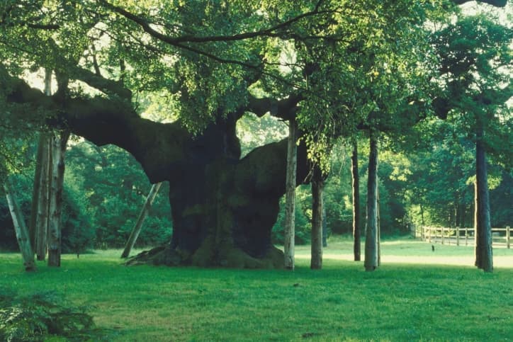 El Bosque de Sherwood